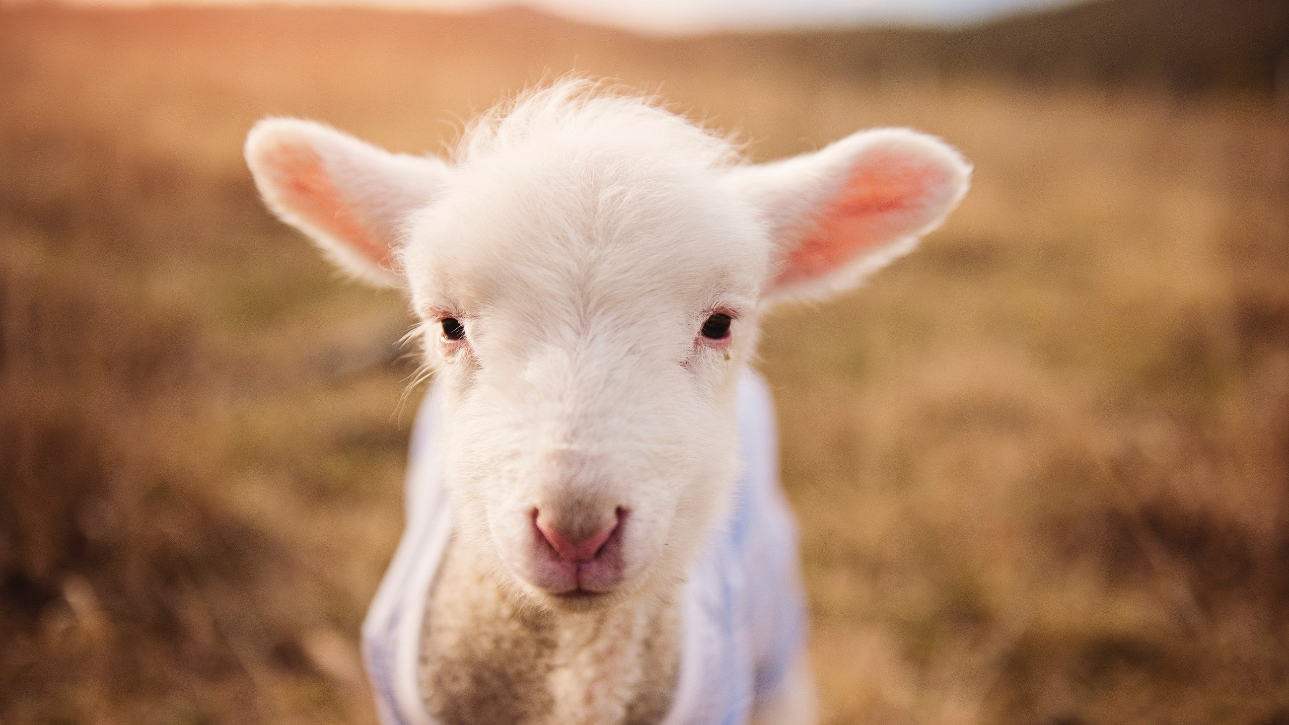 九游网页版官网-DOTA2选手专访：Maybe谈TI失利，Ame展望未来，dota2 maybe的老婆