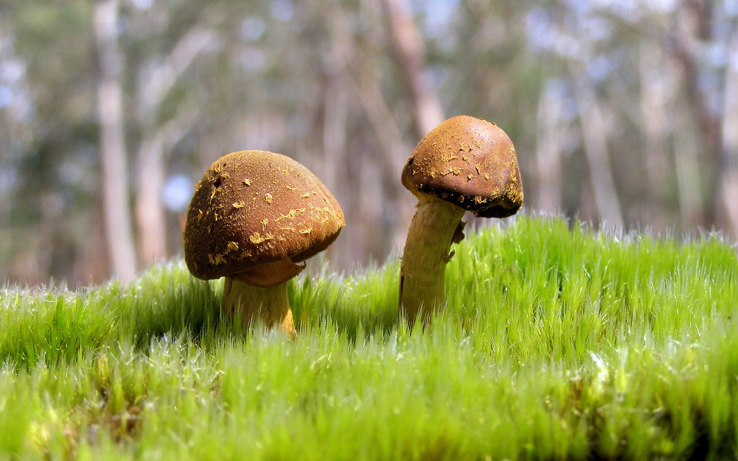 九游下载官网-“西甲各队士气高涨，争夺战越发激烈”，西甲各队阵容