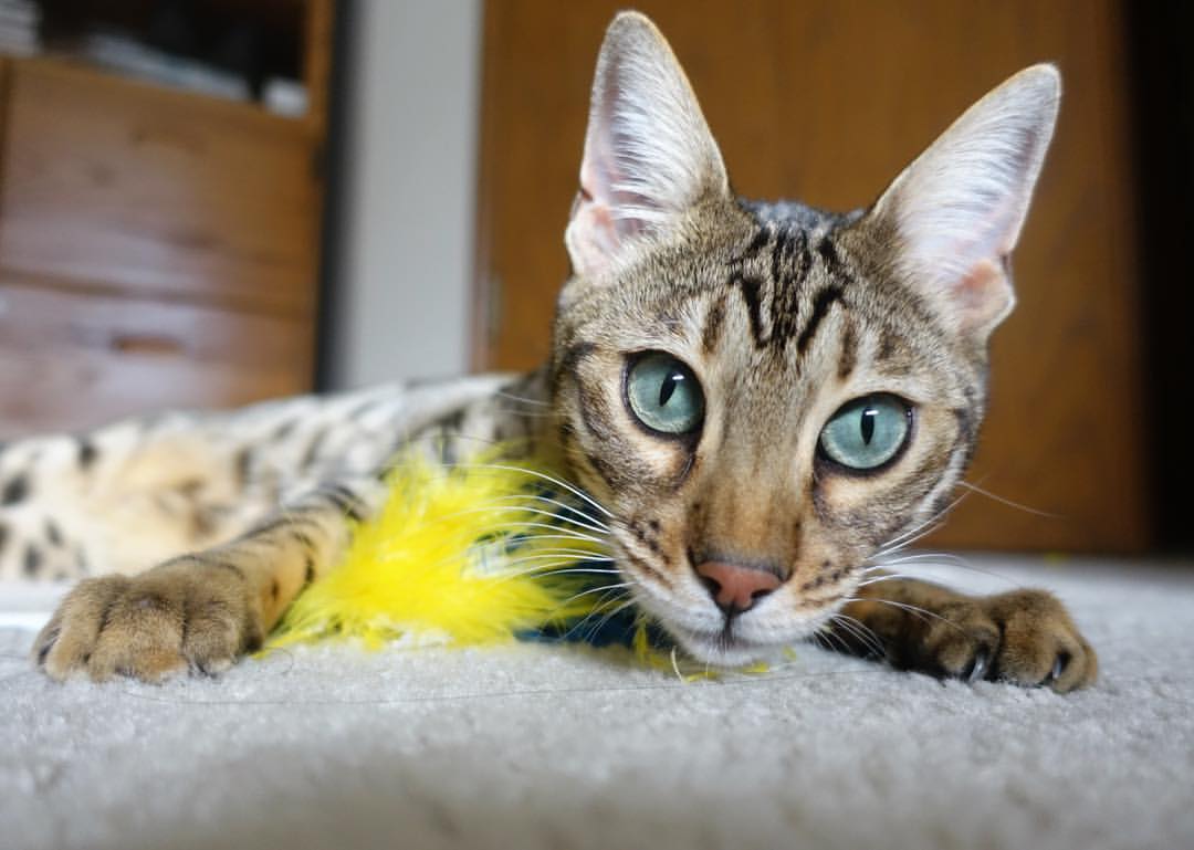 九游jiuyou-【年轻新星】未来之星如何快速崛起？青训案例分享，未来之星第四期